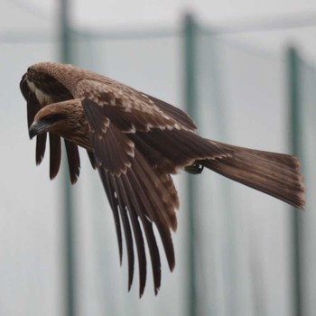 Black Kite 明石川 Mon, 4/20/2020