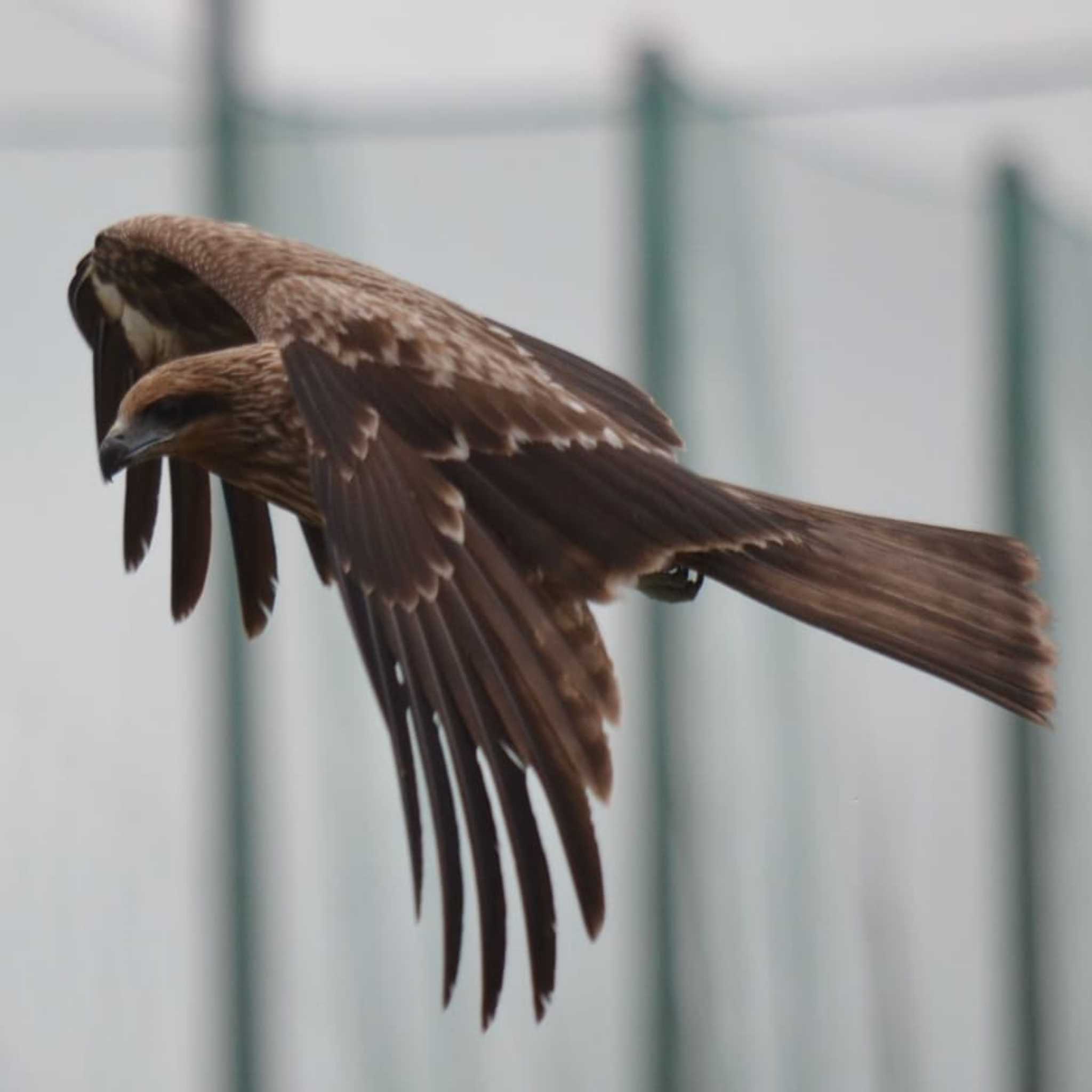 Black Kite