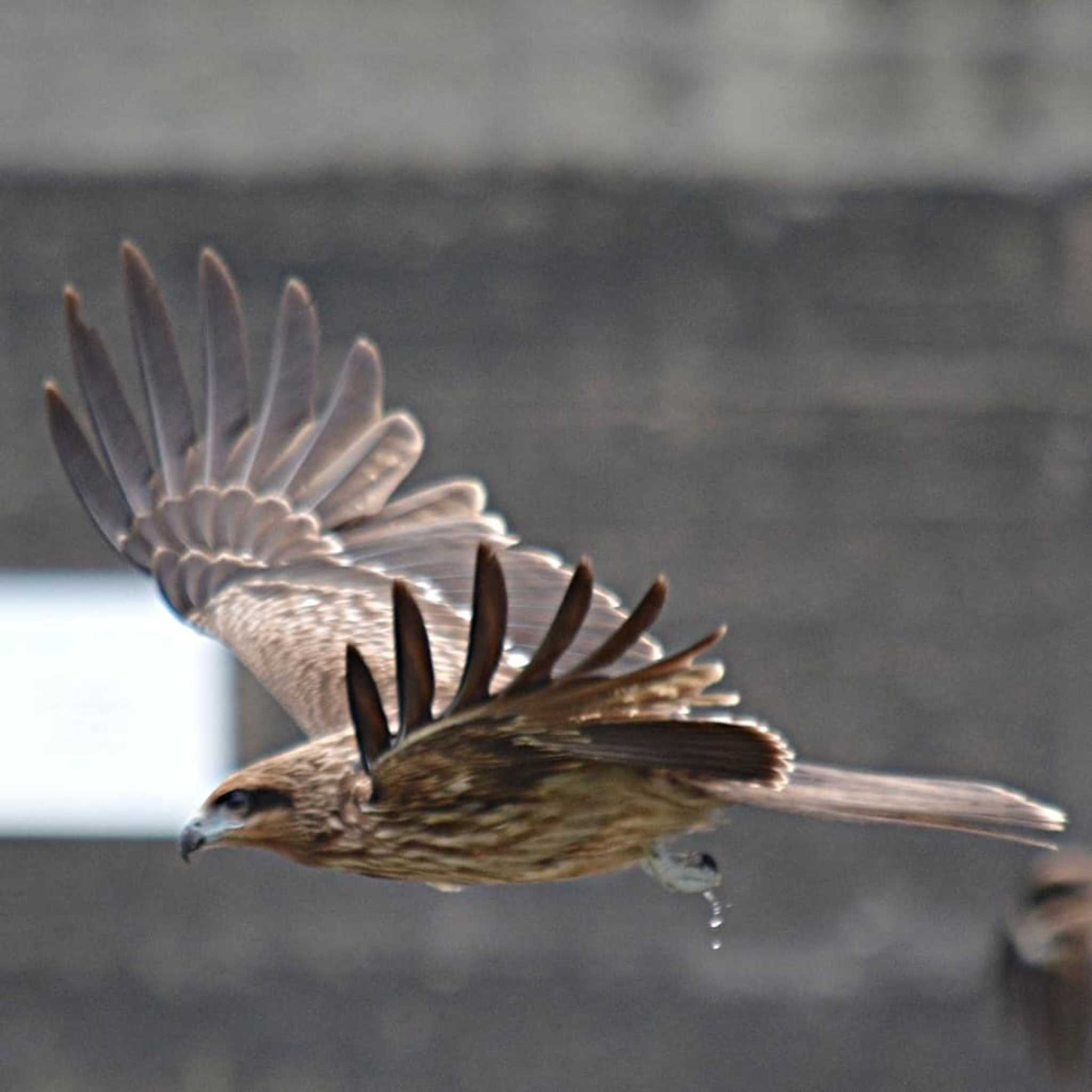 Photo of Black Kite at 明石川 by kazu