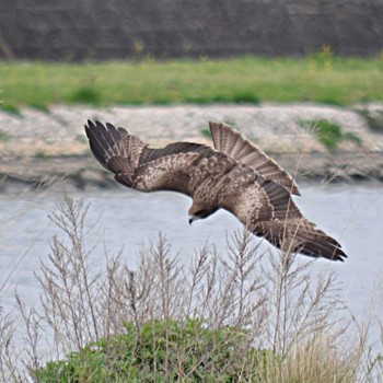 Black Kite 明石川 Mon, 4/20/2020