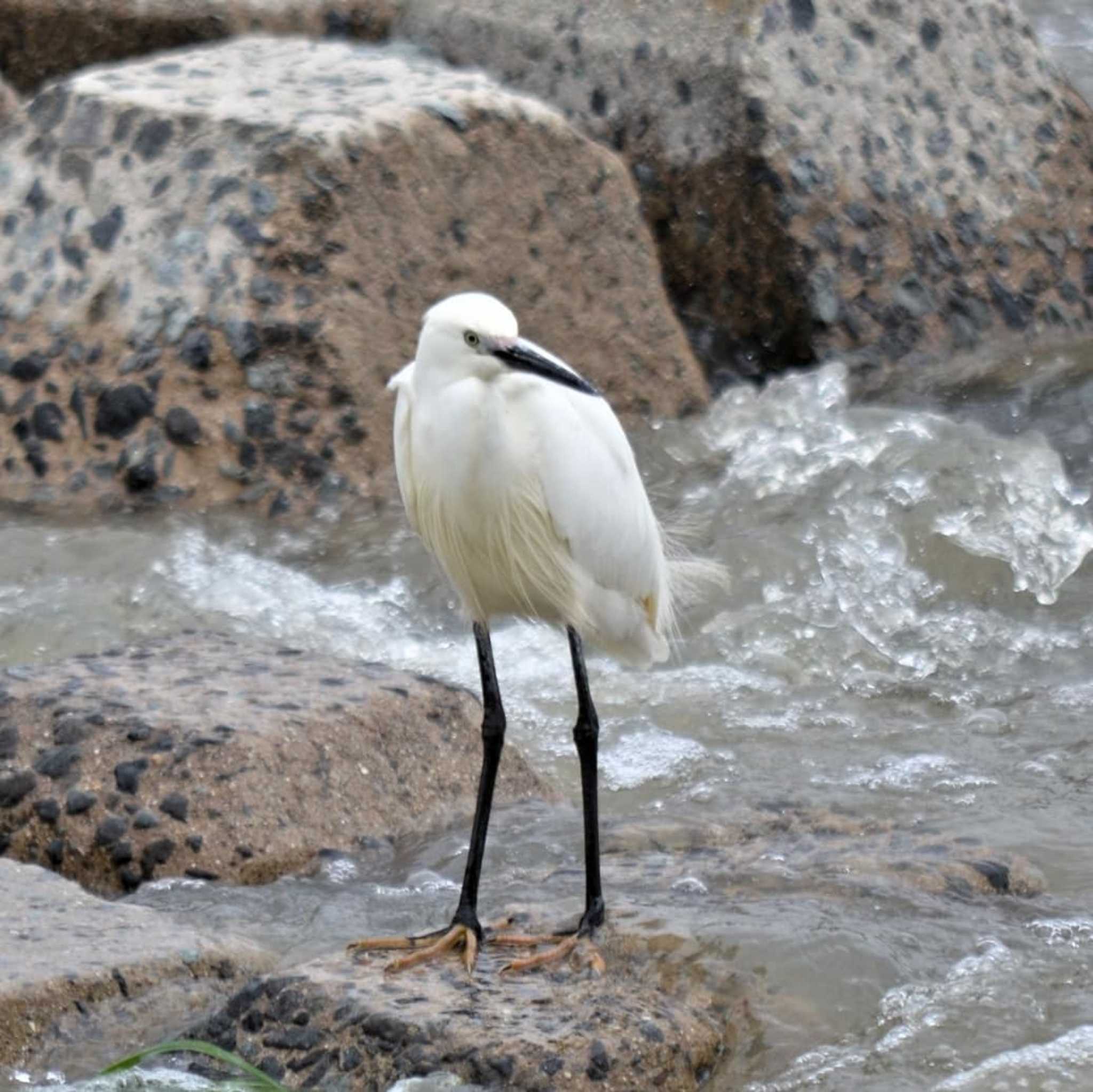 Little Egret