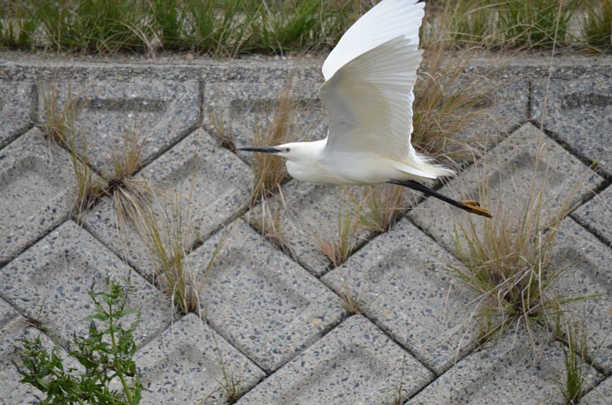 明石川 コサギの写真 by kazu