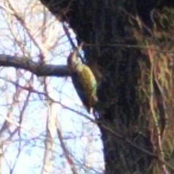 アオゲラ 砧公園 2019年2月18日(月)