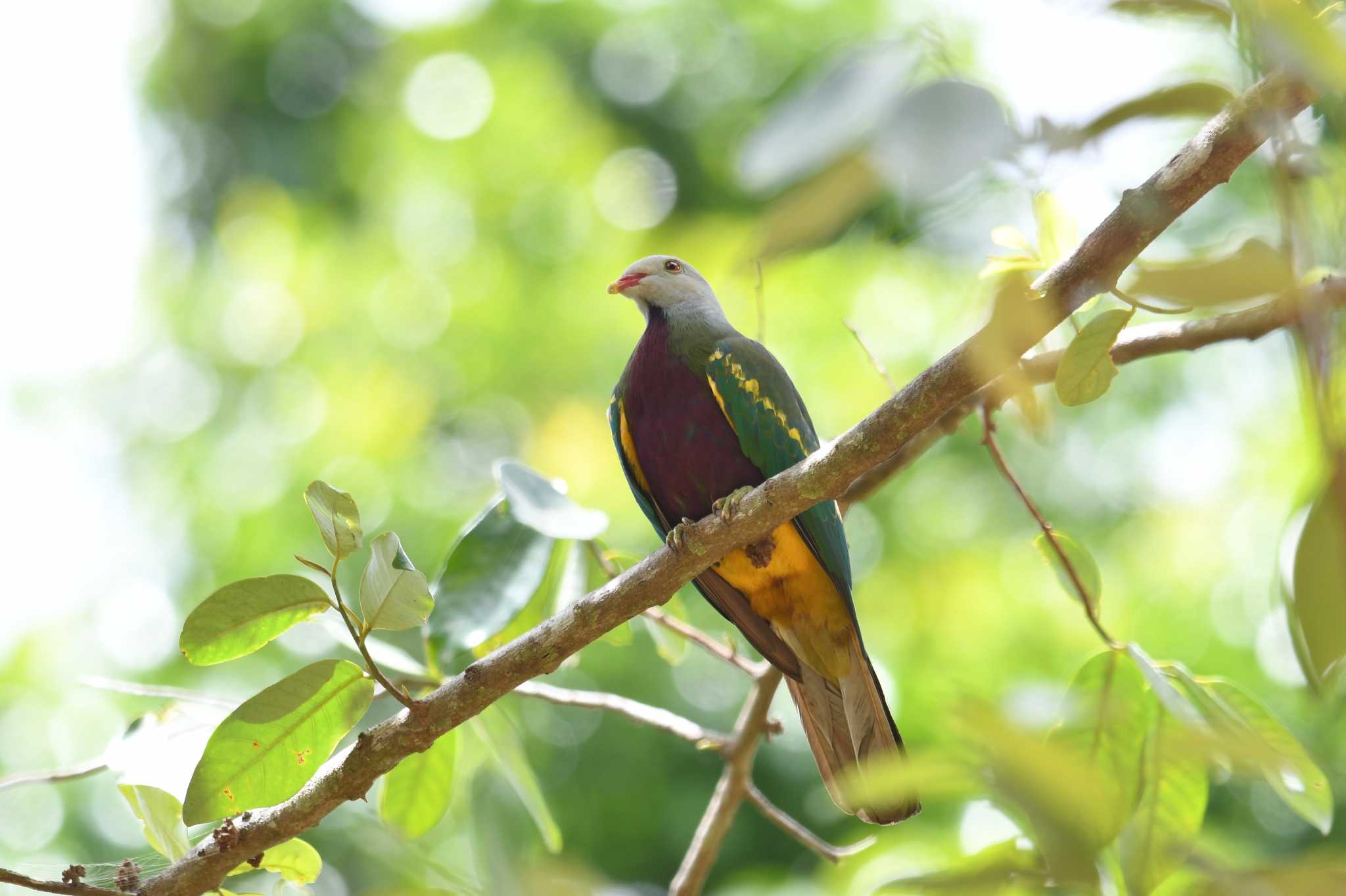 Wompoo Fruit Dove