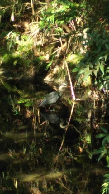 アオサギ 砧公園 2019年5月8日(水)