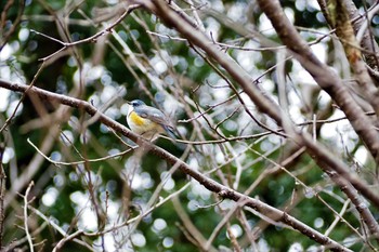 Red-flanked Bluetail 栃木県鹿沼市 Sat, 1/18/2020