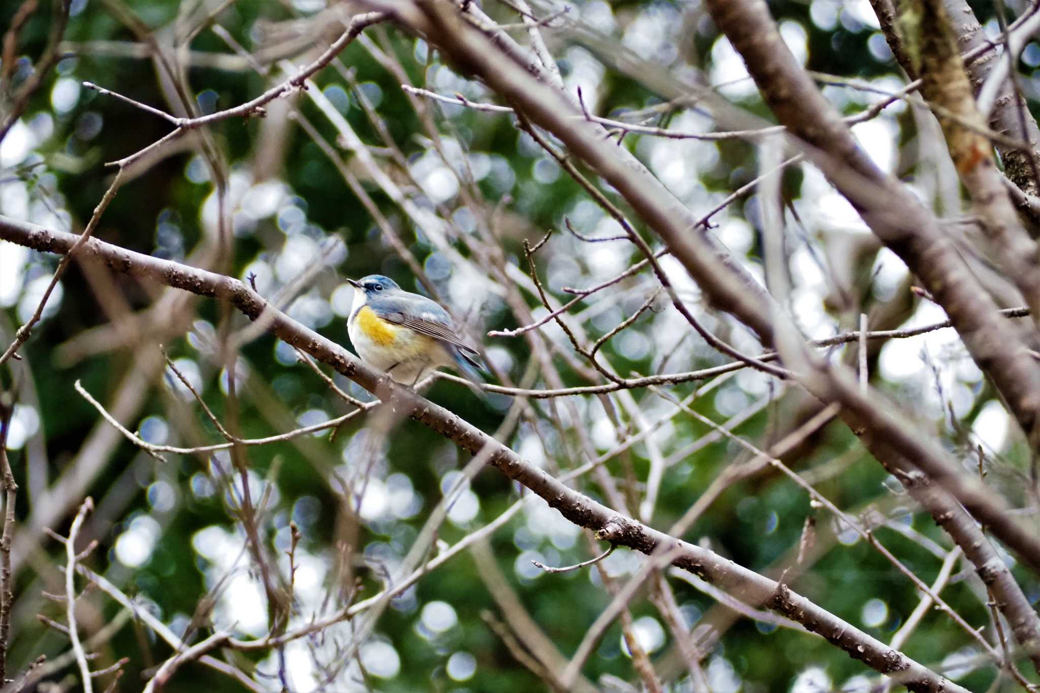 Photo of Red-flanked Bluetail at 栃木県鹿沼市 by kame