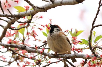 Eurasian Tree Sparrow 平谷川 Sun, 4/19/2020