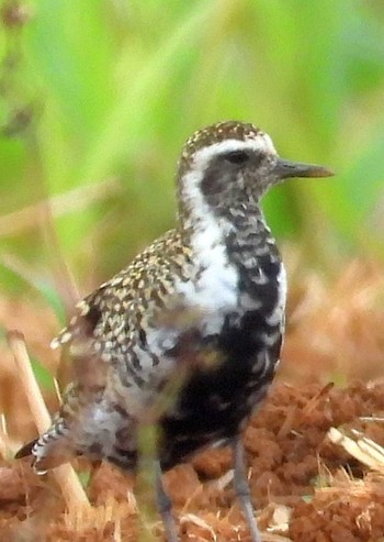 Mon, 4/20/2020 Birding report at 恩納村