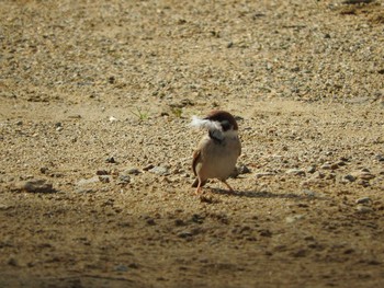 2016年4月9日(土) 高山市宮川の野鳥観察記録