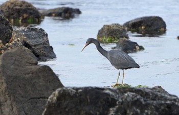 クロサギ 場所が不明 撮影日未設定