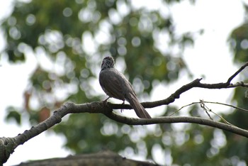 Brown-eared Bulbul 南港 Mon, 4/20/2020