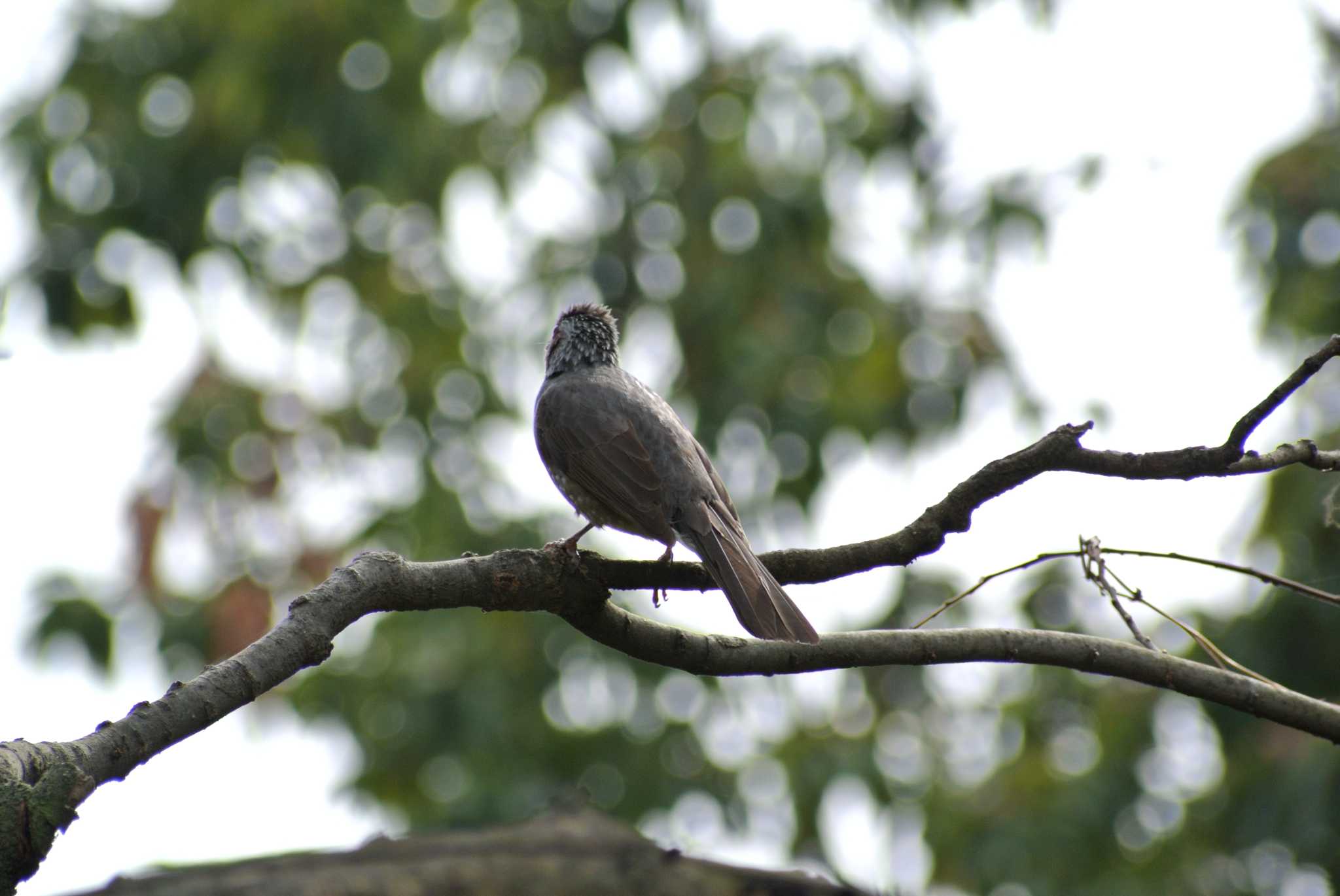 Photo of Brown-eared Bulbul at 南港 by Daguchan