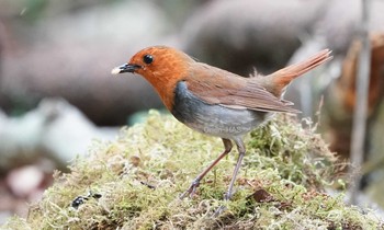 Japanese Robin 山梨県 Tue, 6/25/2019