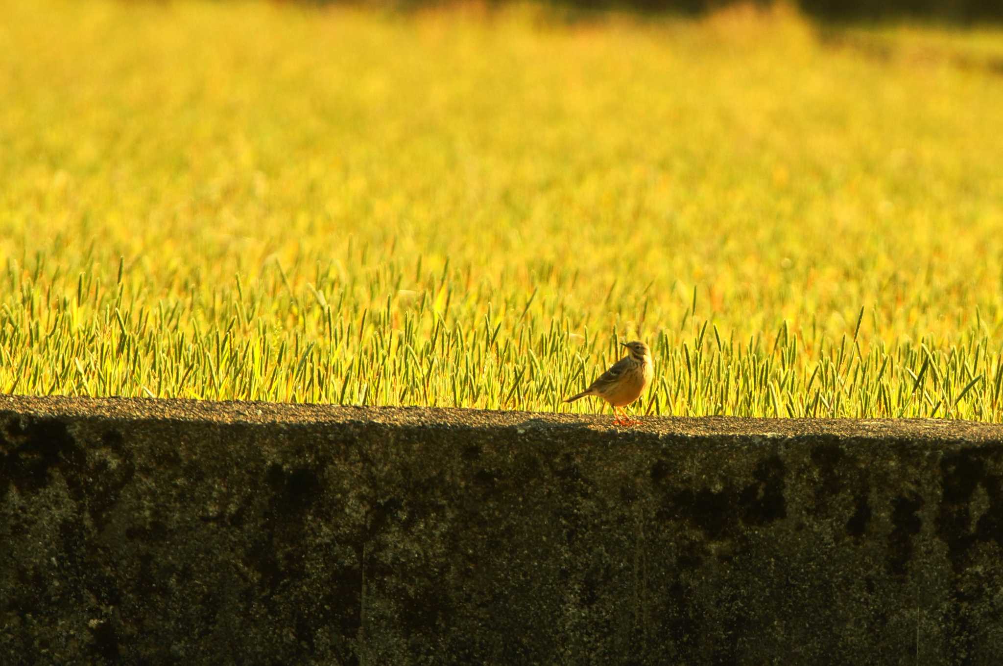 Photo of Water Pipit at 東京都 by bea