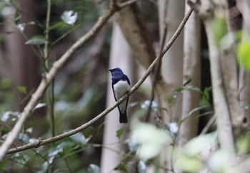 Blue-and-white Flycatcher 和歌山市 Mon, 4/20/2020