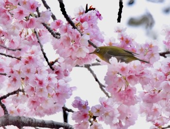 未同定 場所が不明 2019年3月17日(日)