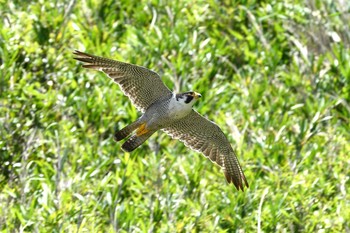 ハヤブサ 場所が不明 2019年6月17日(月)