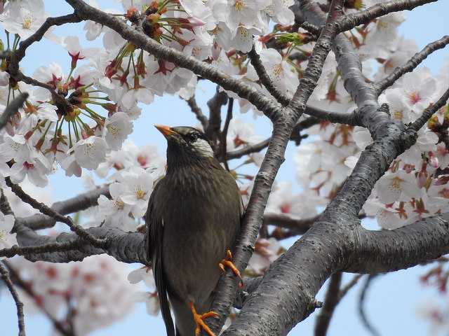 桜の木にとまるムクドリ by sayurimats