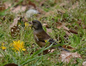 Grey-capped Greenfinch Akashi Park Tue, 4/21/2020