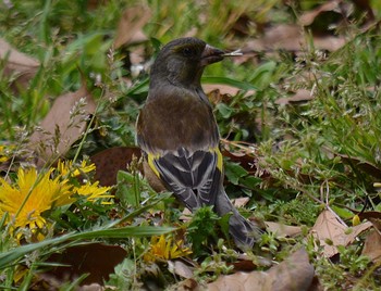 Grey-capped Greenfinch Akashi Park Tue, 4/21/2020