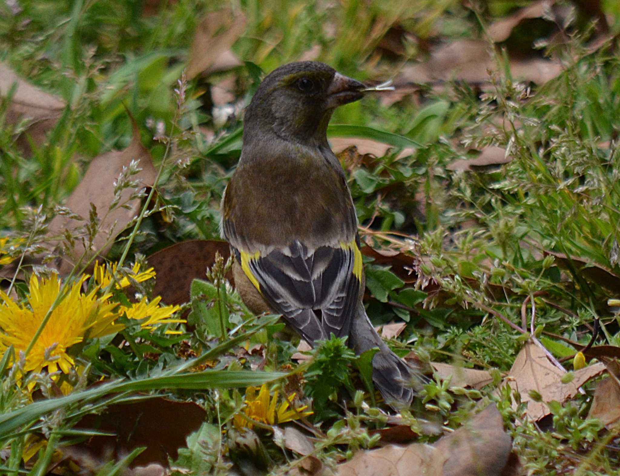 Photo of Grey-capped Greenfinch at Akashi Park by kazu