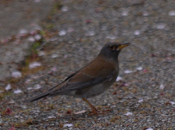 Pale Thrush Akashi Park Tue, 4/21/2020