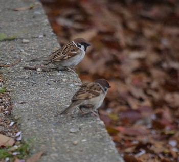 Eurasian Tree Sparrow Akashi Park Tue, 4/21/2020