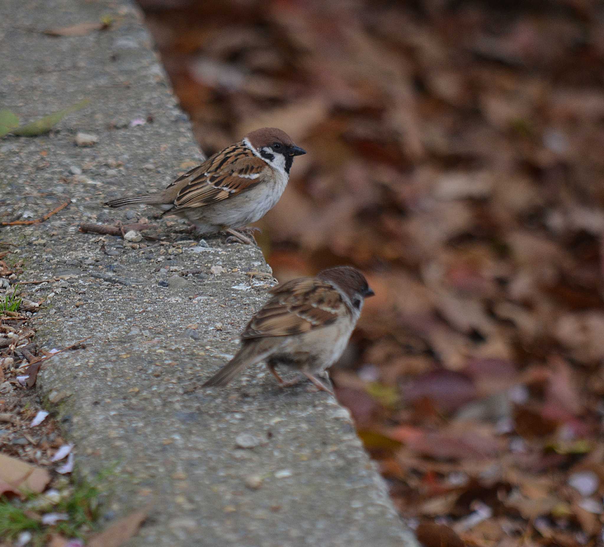 Photo of Eurasian Tree Sparrow at Akashi Park by kazu