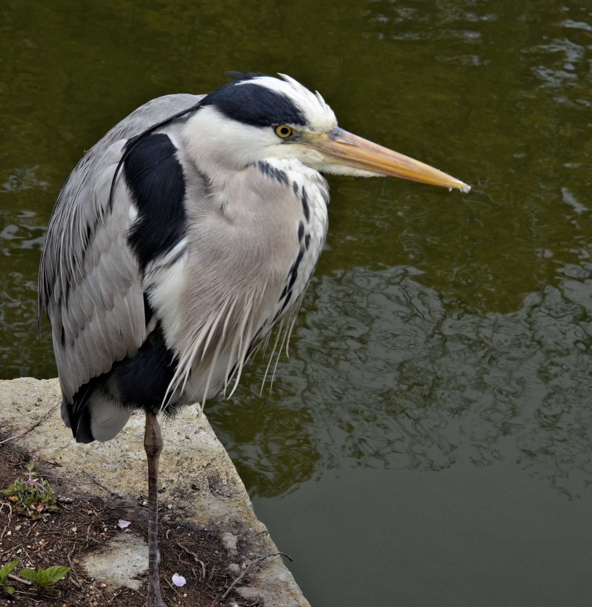 Photo of Grey Heron at Akashi Park by kazu