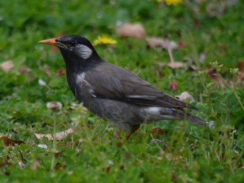 White-cheeked Starling Akashi Park Tue, 4/21/2020