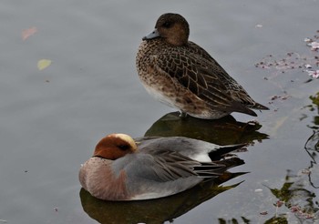 Eurasian Wigeon Akashi Park Tue, 4/21/2020