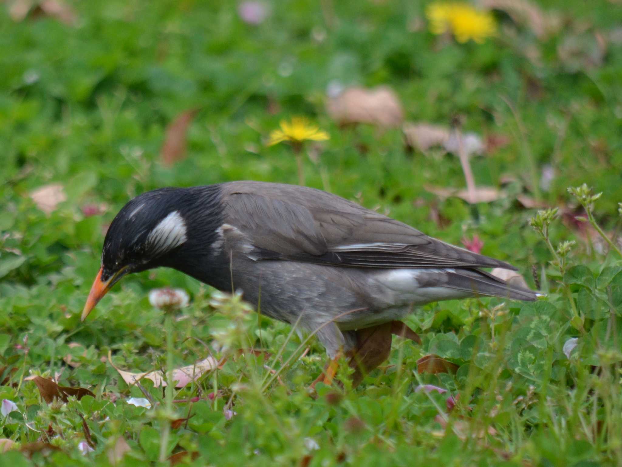 White-cheeked Starling