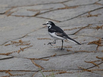 White Wagtail Akashi Park Tue, 4/21/2020