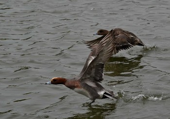 Eurasian Wigeon Akashi Park Tue, 4/21/2020