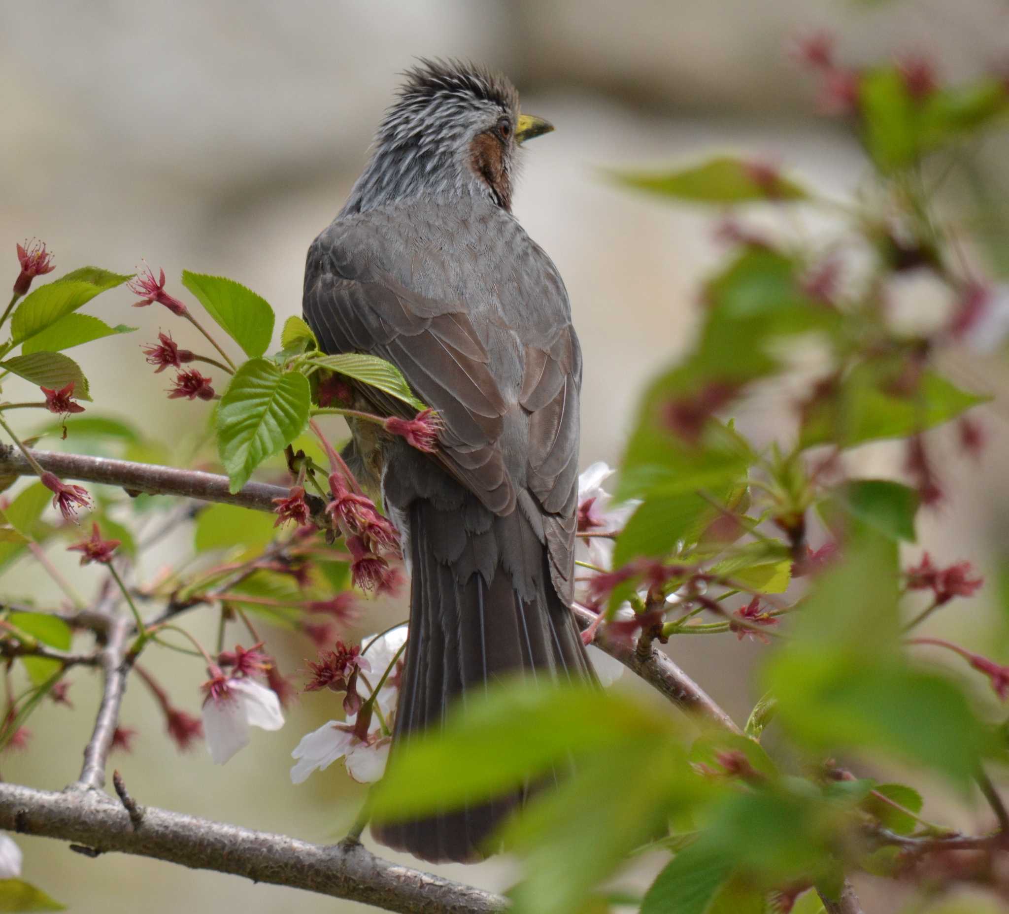 Brown-eared Bulbul