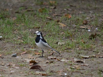 White Wagtail Akashi Park Unknown Date