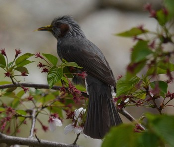 Brown-eared Bulbul Akashi Park Tue, 4/21/2020