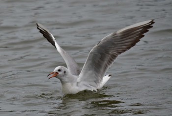 Black-headed Gull Akashi Park Tue, 4/21/2020