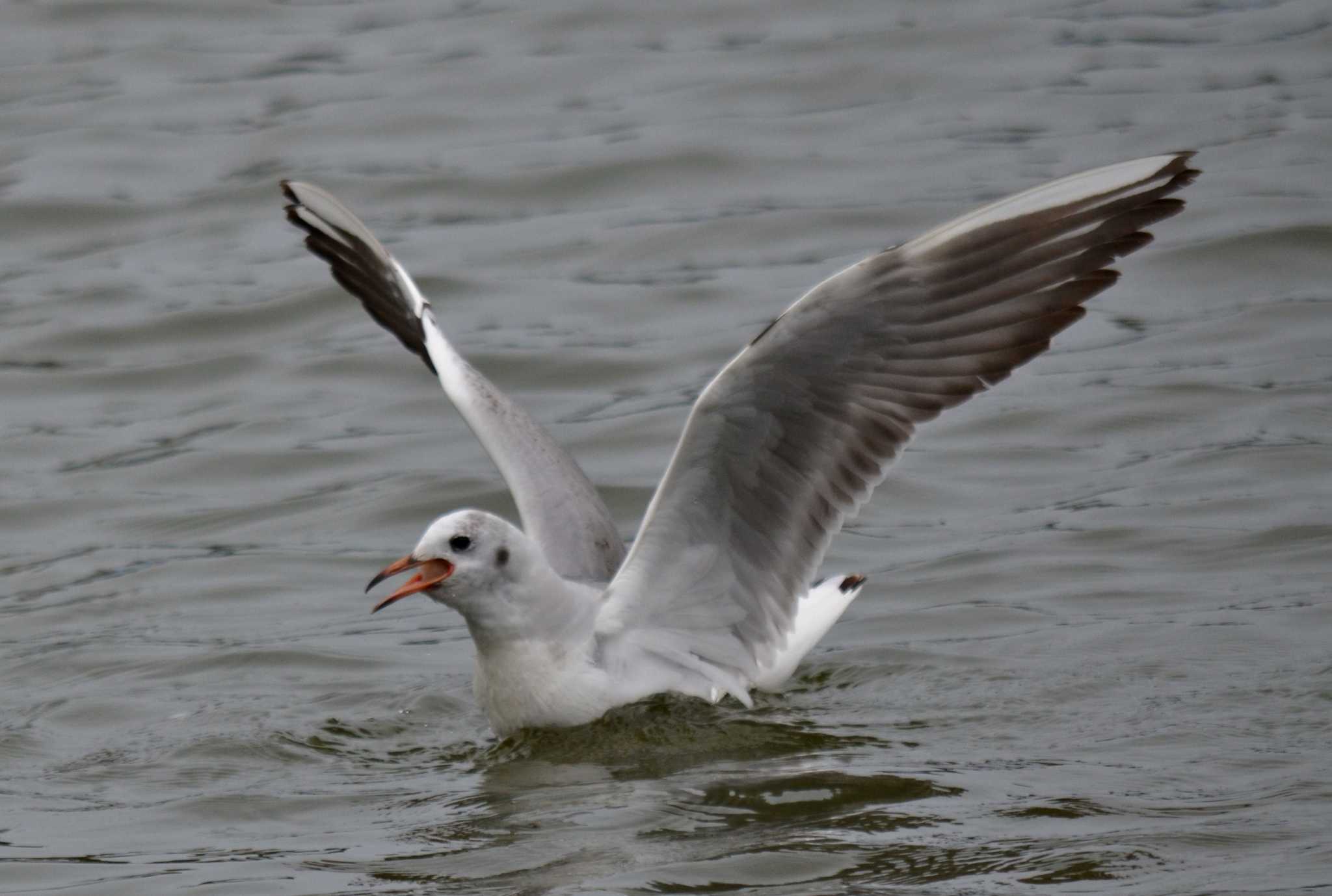 Black-headed Gull