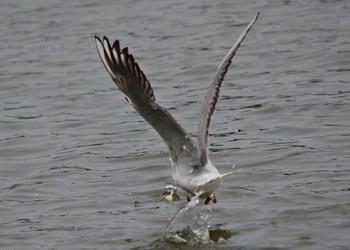 ユリカモメ 明石公園 2020年4月21日(火)