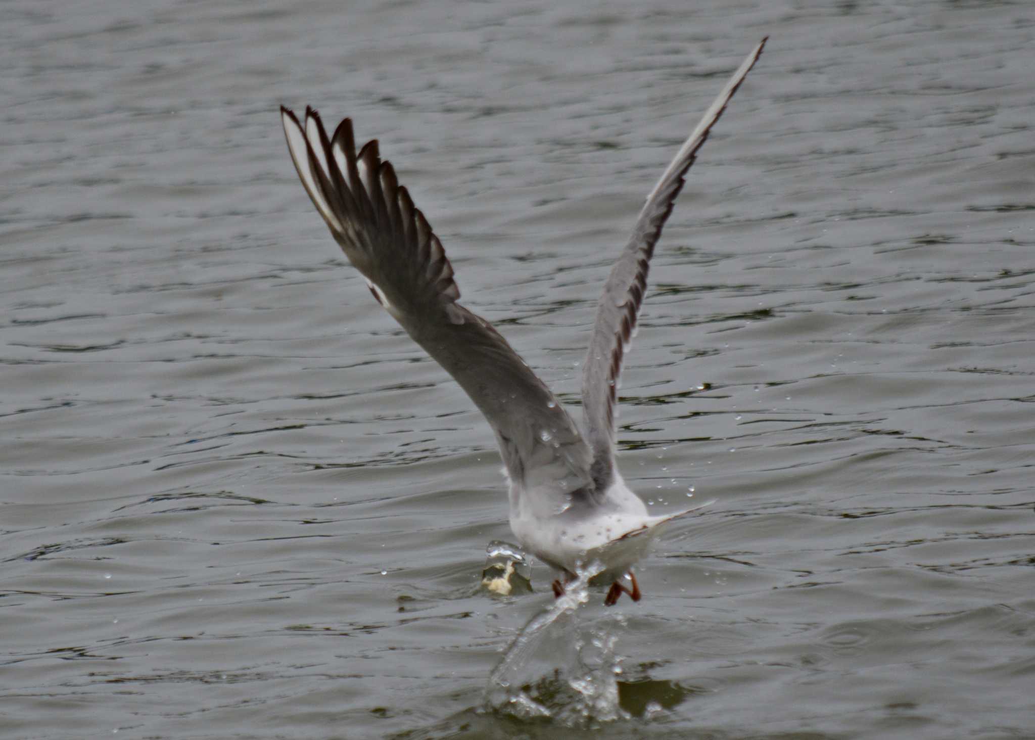 Photo of Black-headed Gull at Akashi Park by kazu