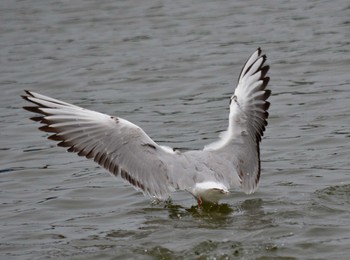 Black-headed Gull Akashi Park Tue, 4/21/2020