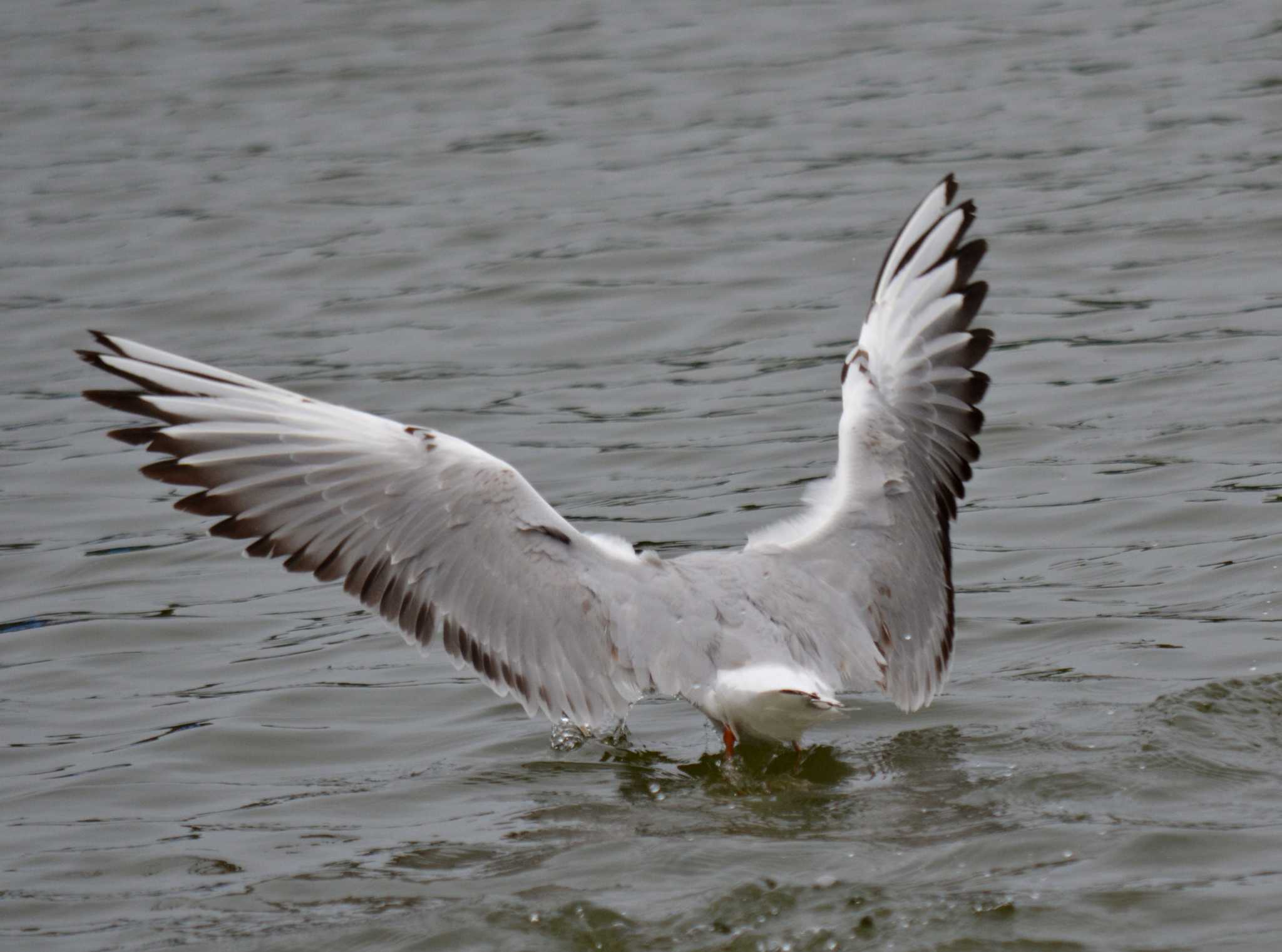 Black-headed Gull