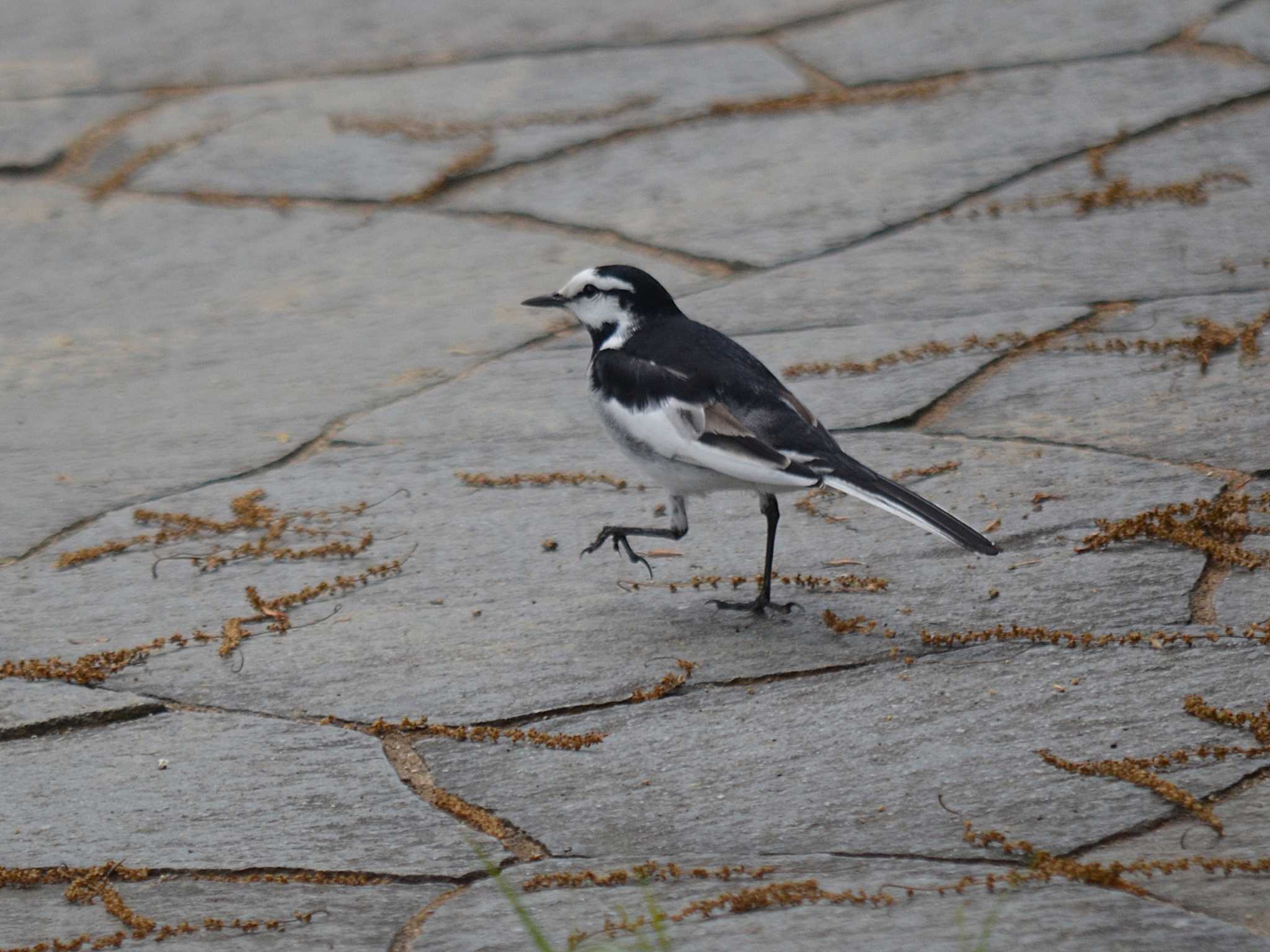 Photo of White Wagtail at Akashi Park by kazu