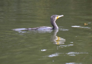 Great Cormorant Akashi Park Tue, 4/21/2020