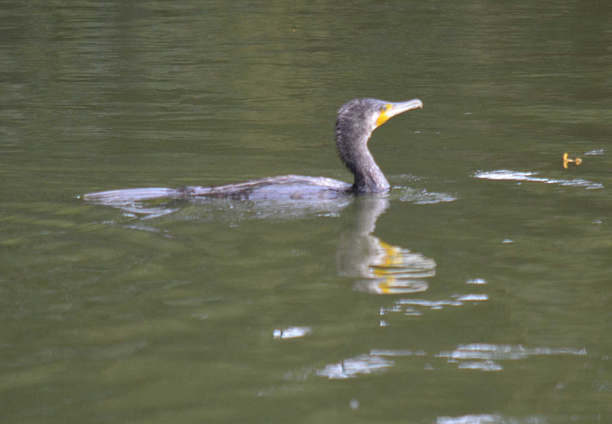 Photo of Great Cormorant at Akashi Park by kazu