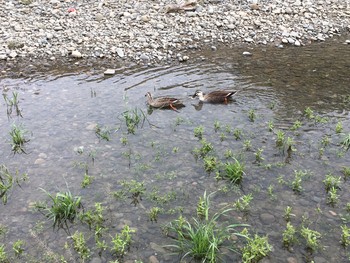 Eastern Spot-billed Duck 多摩川(宇奈根) Tue, 4/21/2020