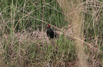 2020年4月21日(火) 茨城県つくばみらい市の野鳥観察記録