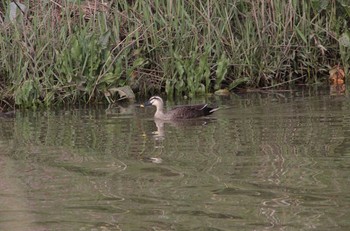 Eastern Spot-billed Duck 茨城県つくばみらい市 Tue, 4/21/2020